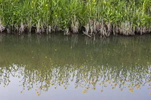 flowering Rapeseed (Brassica napus) in the reflection of the ditch, The Netherlands flowering Rapeseed (Brassica napus) in the reflection of the ditch, The Netherlands