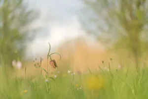 Flowering Snakes Head Fritillary in a meadow