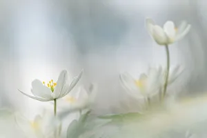 Flowers in springtime