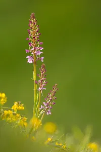 Sunny Prints: Fragrant orchid amongst buttercups, Dorset, England