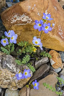 Fremonts Phacelia (Phacelia fremontii) flowers, Death Valley National Park Fremonts Phacelia (Phacelia fremontii) flowers, Death Valley National Park
