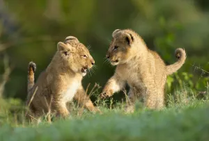 Frontal view of two Lion (Panthera leo) cubs playing amongst green vegetation in early Frontal view of two Lion (Panthera leo) cubs playing amongst green vegetation in early