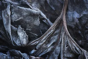 Frost on dead leaves and plants on forestfloor, Haute Savoie, France Frost on dead leaves and plants on forestfloor, Haute Savoie, France
