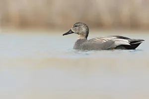 Anatidae Prints: Gadwall (Mareca strepera) male, Thurgovia, Switzerland