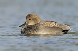 Waterfowl Prints: Gadwall (Mareca strepera) male, British Columbia, Canada