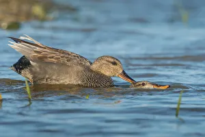 Anatidae Prints: Gadwall (Mareca strepera) mating pair, Schleswig-Holstein, Germany