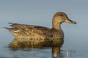 Anatidae Prints: Gadwall (Mareca strepera), Schleswig-Holstein, Germany