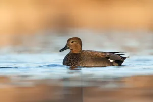 Utrecht Prints: Gadwall (Mareca strepera), Utrecht, The Netherlands