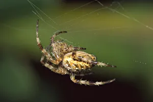 Garden Spider (Araneus diadematus) in web, Temperate North America Garden Spider (Araneus diadematus) in web, Temperate North America