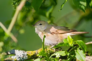 Baden Wuerttemberg Prints: Garden Warbler (Sylvia borin), Baden-Wuerttemberg, Germany