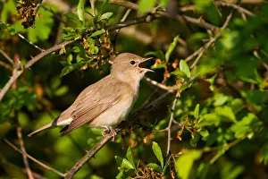 Garden Warbler (Sylvia borin) singing, Baden-Wuerttemberg, Germany