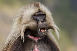 Gelada Baboon (Theropithecus gelada) opening its mouth, Simien Mountains National Park, Ethiopia Gelada Baboon (Theropithecus gelada) opening its mouth, Simien Mountains National Park, Ethiopia