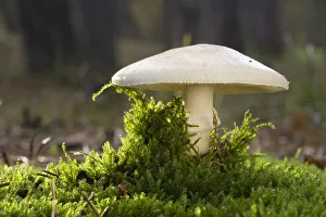 Gemmed Amanita (Amanita gemmata) mushroom, Den Helder, Noord-Holland, The Netherlands Gemmed Amanita (Amanita gemmata) mushroom, Den Helder, Noord-Holland, The Netherlands