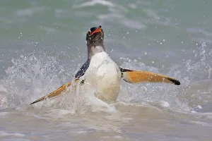 Gentoo Penguin (Pygoscelis papua) coming ashore, Falkland Islands