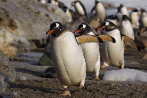 Gentoo Penguin (Pygoscelis papua) group walking, Antarctic Peninsula, Antarctica