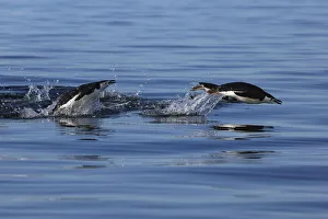 Gentoo Penguin (Pygoscelis papua) pair porpoising, Antarctic Peninsula, Antarctica Gentoo Penguin (Pygoscelis papua) pair porpoising, Antarctic Peninsula, Antarctica