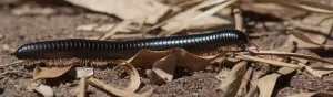 Giant African Millipede (Archispirostreptus gigas) walking through leaves, Malawi Giant African Millipede (Archispirostreptus gigas) walking through leaves, Malawi
