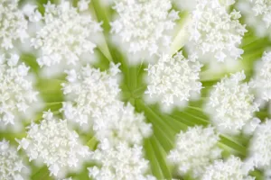 Giant Hogweed (Heracleum mantegazzianum) flowers in the bud in close up, Noord-Holland