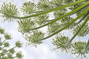 Giant Hogweed (Heracleum mantegazzianum) flowers seen below, Noord-Holland