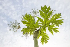 Giant Howeed (Heracleum mantegazzianum) seen from wormAs-eye view, Noord-Holland Giant Howeed (Heracleum mantegazzianum) seen from wormAs-eye view, Noord-Holland
