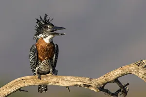Giant Kingfisher (Megaceryle maxima) perched on a branch with open bill, Zimanga Game Reserve, Kwa Zulu Natal Giant Kingfisher (Megaceryle maxima) perched on a branch with open bill, Zimanga Game Reserve, Kwa Zulu Natal