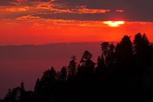 Giant Sequoia (Sequoiadendron giganteum) trees at sunset, Sierra Nevada Giant Sequoia (Sequoiadendron giganteum) trees at sunset, Sierra Nevada