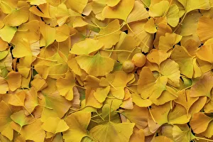 Autumn Prints: Ginkgo (Ginkgo biloba) autumn leaves and fruit in close up