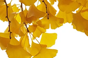 Abstract Prints: Ginkgo (Ginkgo biloba) leaves in autumn, The Netherlands