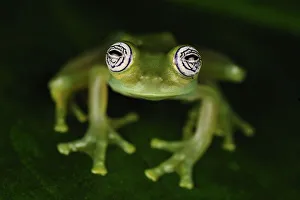 Glass Frog (Centrolenidae), San Cipriano, Colombia