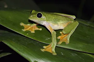 Gliding Leaf Frog (Agalychnis spurrelli), Costa Rica