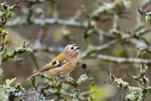 Goldcrest (Regulus regulus) perched on a branch, Noord Holland, the Netherlands Goldcrest (Regulus regulus) perched on a branch, Noord Holland, the Netherlands