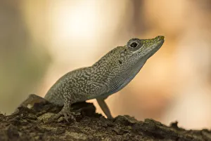 North America Prints: Grand Cayman Anole (Anolis conspersus) sitting on branch, Grand Cayman, Cayman islands