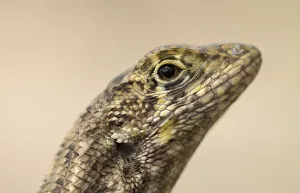 Detail Prints: Grand Cayman curly-tailed lizard (Leiocephalus carinatus varius) close up