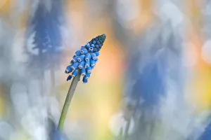 Artistic Prints: Grape Hyacinth (Muscari botryoides) flower