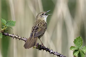 Grasshopper Warbler (Locustella naevia) singing, Noord-Holland, The Netherlands Grasshopper Warbler (Locustella naevia) singing, Noord-Holland, The Netherlands