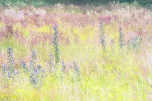 The Netherlands Prints: Grassland with flowering wildflowers, Amsterdamse Waterleidingduinen, The Netherlands