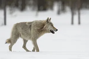 Finland Prints: Gray Wolf walking in the snow, Finland