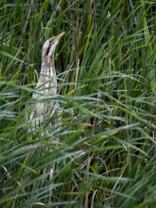 Great Bittern (Botaurus stellaris) perched on reedstems and looks at camera, Dronten, Flevoland, the Netherlands Great Bittern (Botaurus stellaris) perched on reedstems and looks at camera, Dronten, Flevoland, the Netherlands