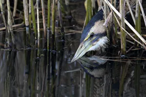 Reed Prints: Great Bittern (Botaurus stellaris) hunting, Roggebotveld, Dronten, Flevoland
