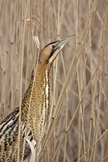 Great Bittern (Botaurus stellaris) standing between the reeds, The Netherlands Great Bittern (Botaurus stellaris) standing between the reeds, The Netherlands