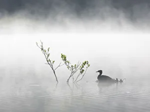Great Crested Grebe (Podiceps cristatus) adult on its nest on a mist-covered lake, Stover Country Park, Devon Great Crested Grebe (Podiceps cristatus) adult on its nest on a mist-covered lake, Stover Country Park, Devon