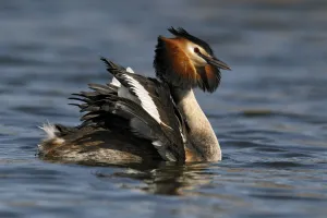 Great Crested Grebe (Podiceps cristatus) male displaying on the water, Noord-Holland