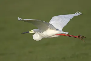Breeding Plumage Prints: Great Egret (Ardea alba) in breeding plumage, fly-by, Flevoland, the Netherlands
