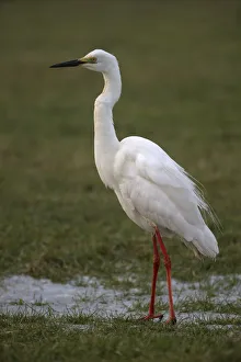 Great Egret (Ardea alba) breeding plumage, standing in a meadow and looking at camera, Kampen, Overijssel Great Egret (Ardea alba) breeding plumage, standing in a meadow and looking at camera, Kampen, Overijssel