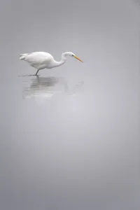 Great Egret (Ardea Alba) hunting in the water, oostvaardersplassen, Flevoland, the Netherlands Great Egret (Ardea Alba) hunting in the water, oostvaardersplassen, Flevoland, the Netherlands