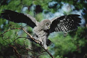 Great Gray Owl (Strix nebulosa) young bird balancing on tree branch, Idaho