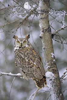 Great Horned Owl (Bubo virginianus), pale form, perching in a snow-covered tree, British Columbia