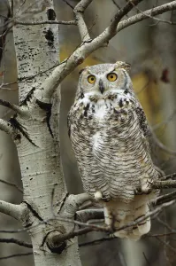 Great Horned Owl (Bubo virginianus) pale form, perched in tree, Alberta, Canada Great Horned Owl (Bubo virginianus) pale form, perched in tree, Alberta, Canada