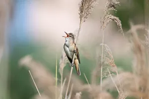 Reed Prints: Great Reed Warbler (Acrocephalus arundinaceus) singing, Bekes, Hungary