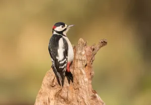 Rear Prints: Great spotted woodpecker (Dendrocopos major) resting on tree stump, Noord-Holland